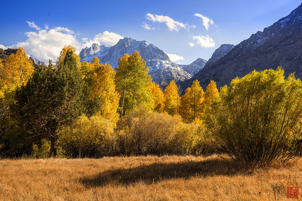 Bishop June aspen 04-1.jpg