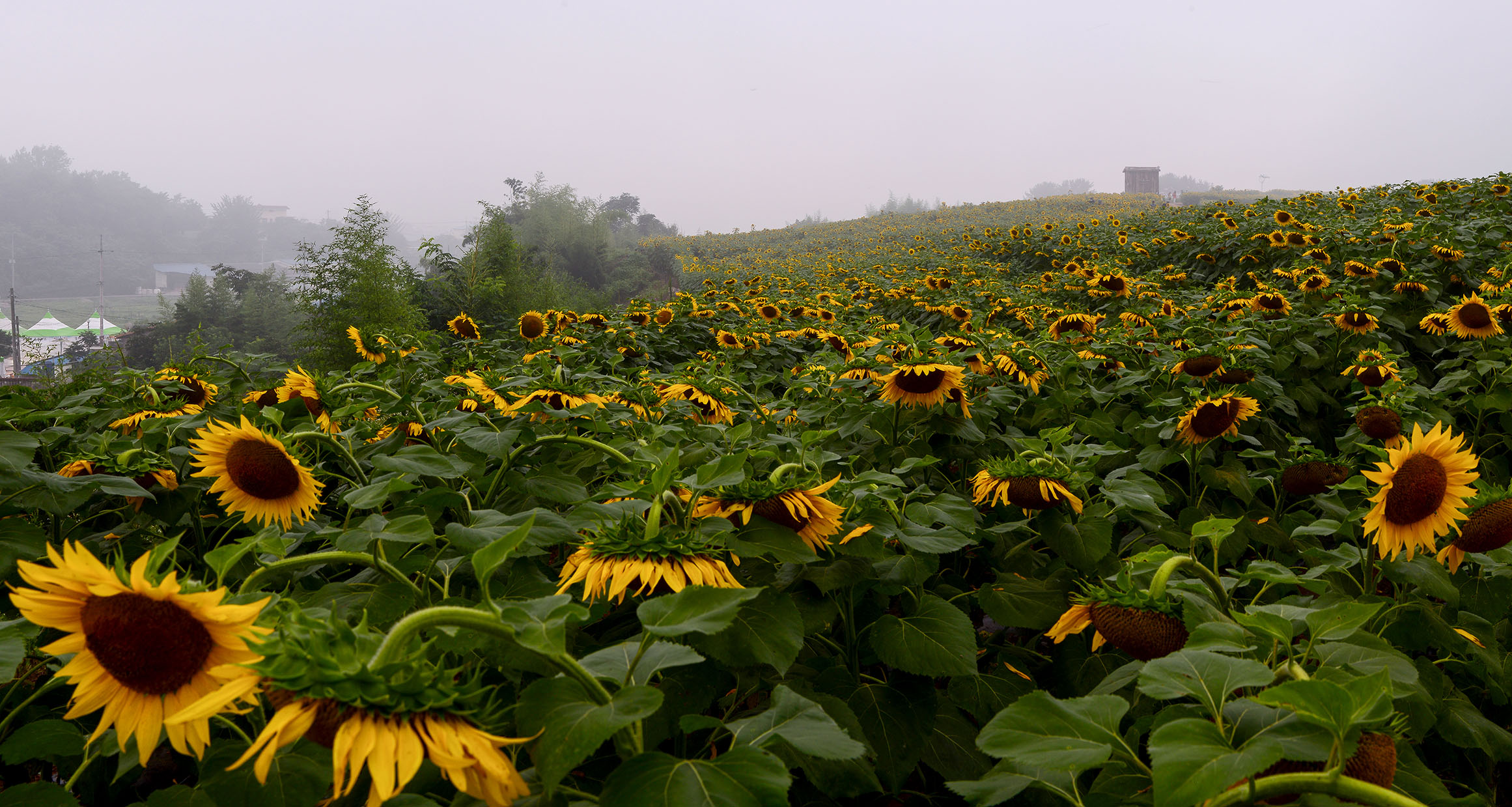 W-160714-panorama-1-C-2.jpg