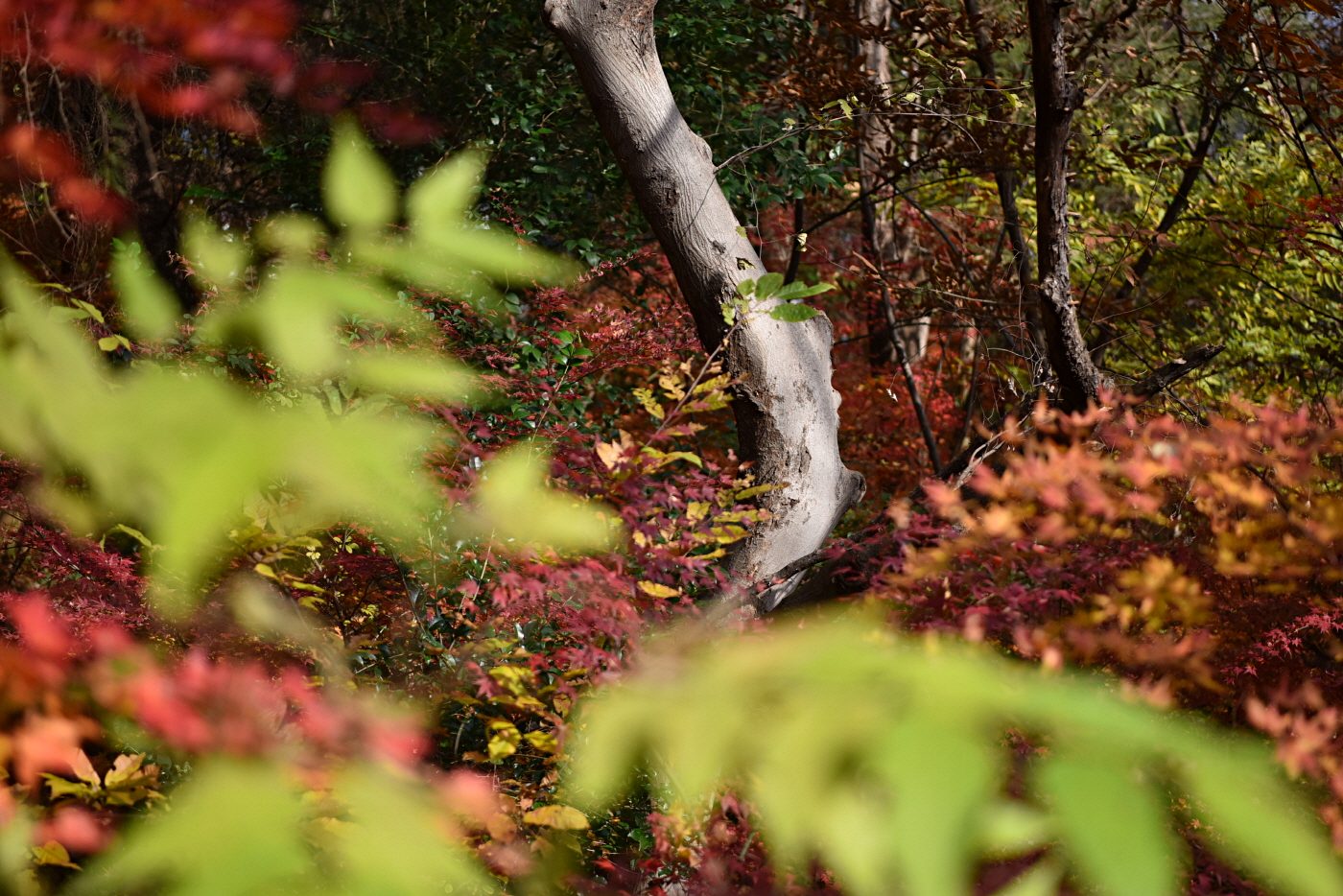 DSC_0350.JPG