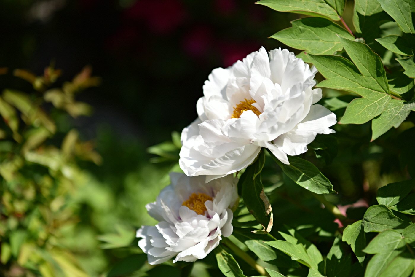DSC_0193.JPG