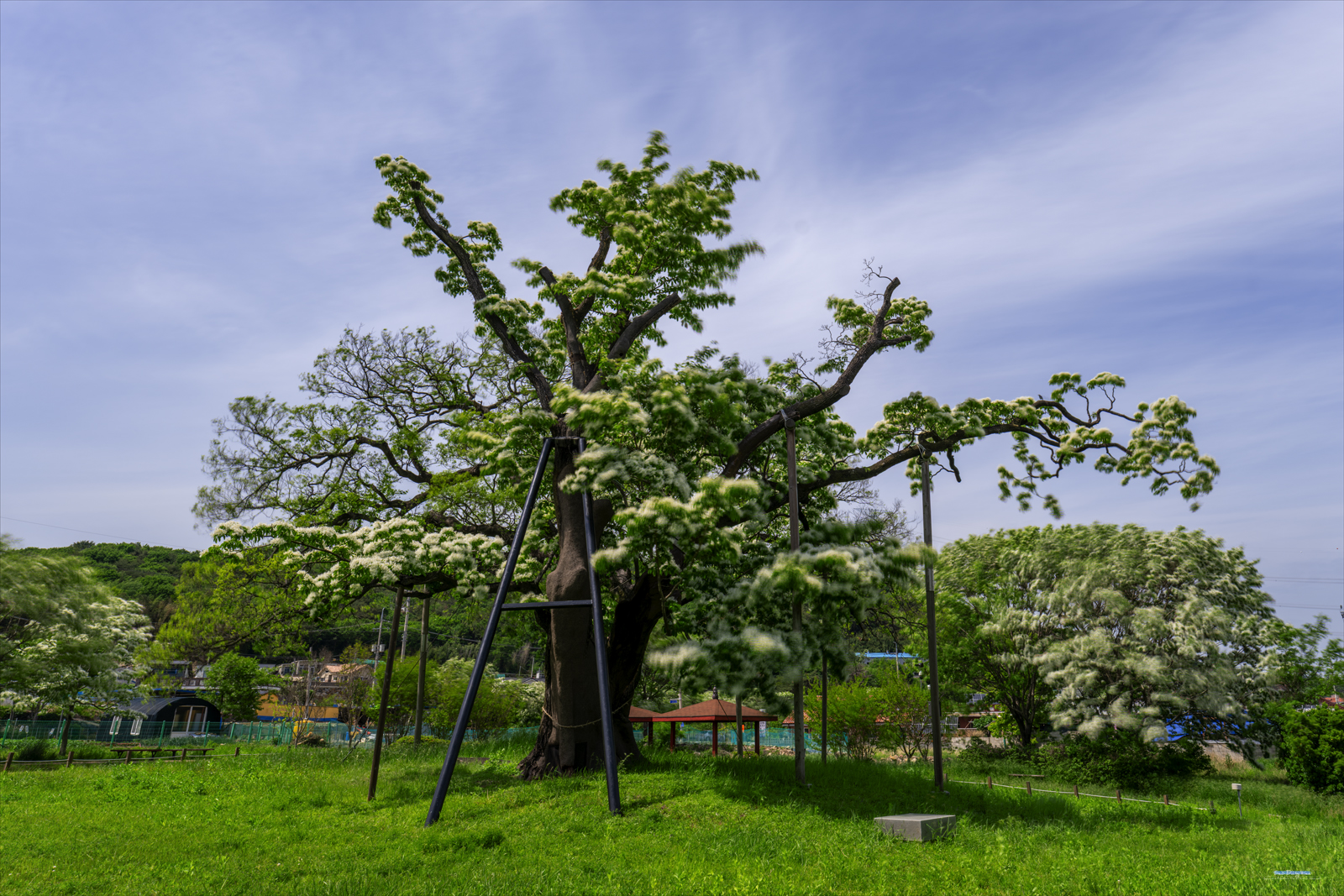 _AAL6554_merged.jpg
