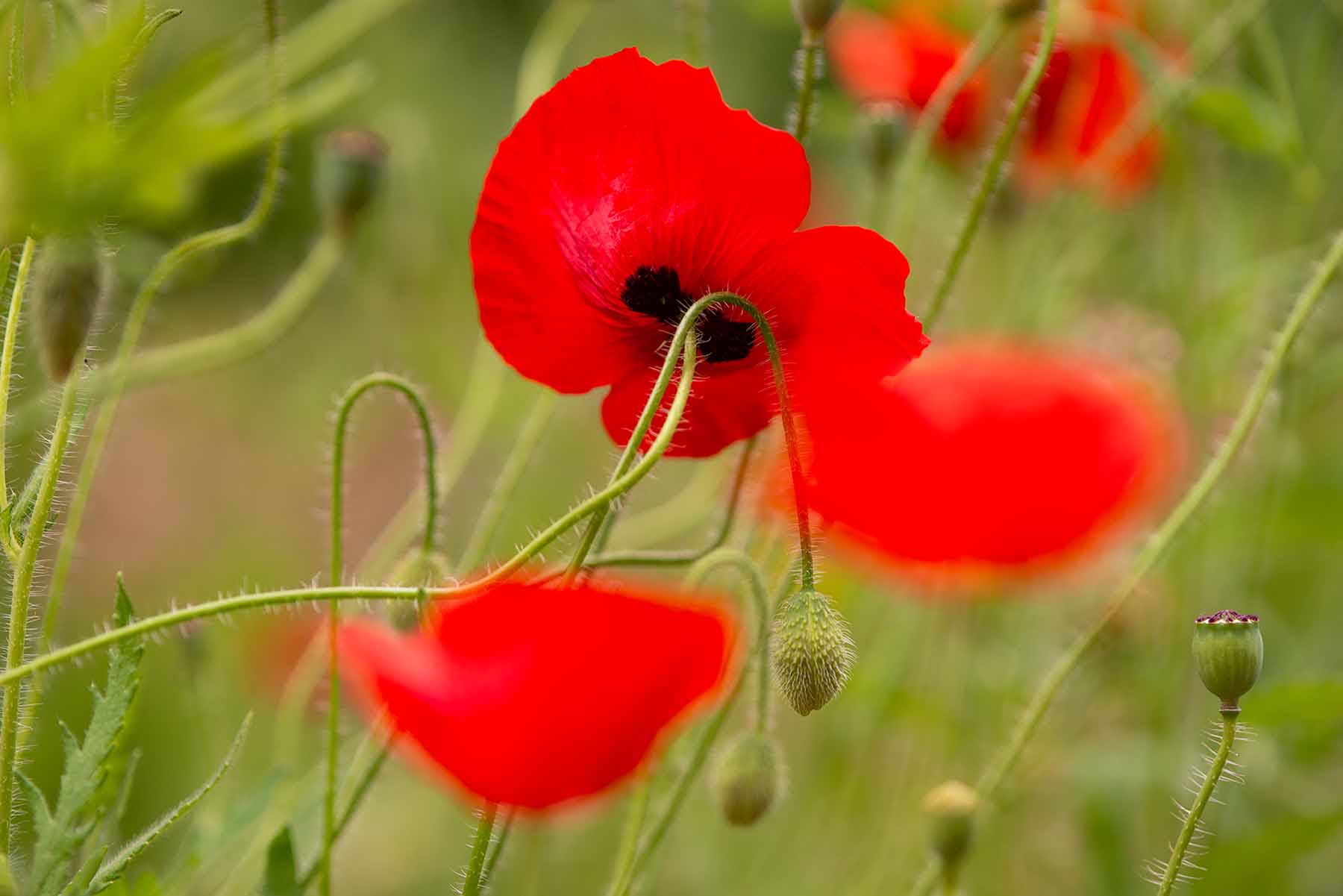 W-_P8D0815.jpg