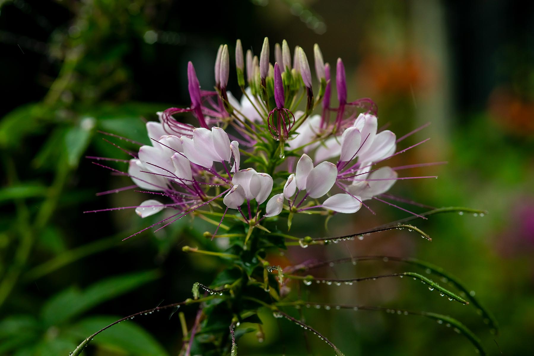 W-_P8D4756.jpg