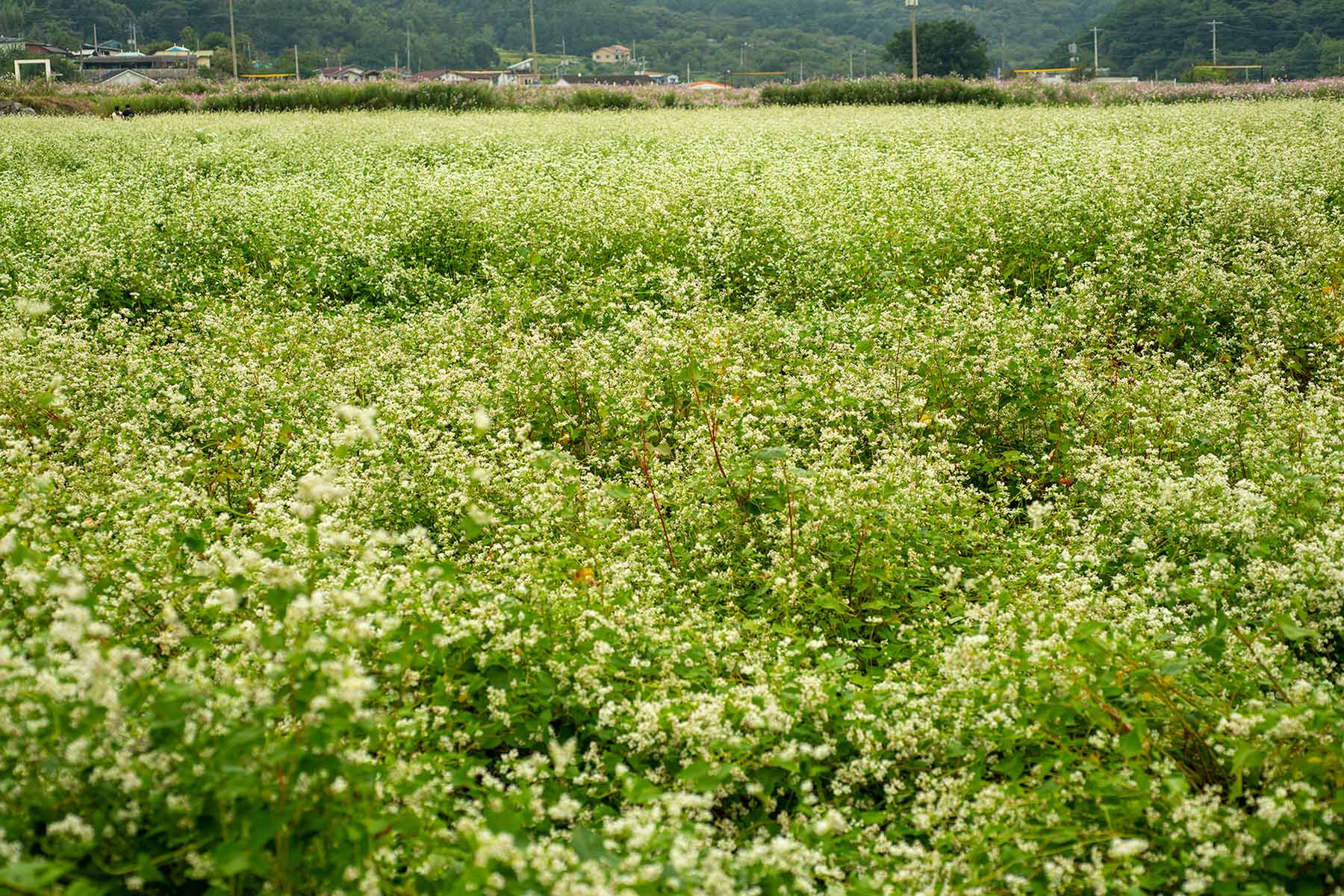 W-_P8D7364.jpg
