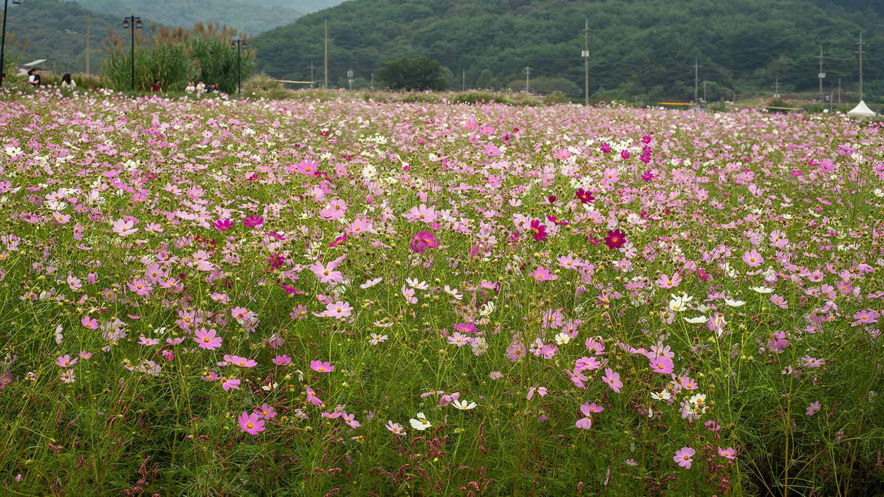 W-_P8D7374.jpg