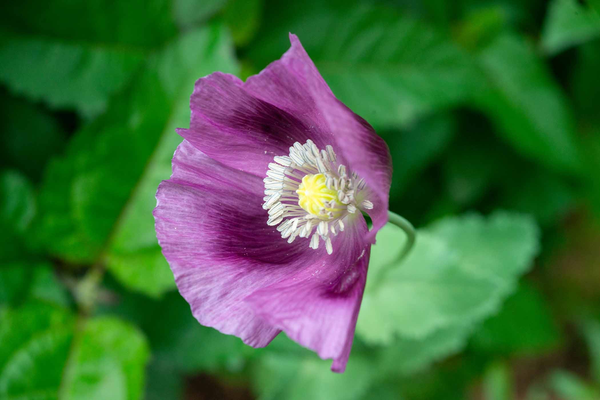 W-PE8_9611.jpg