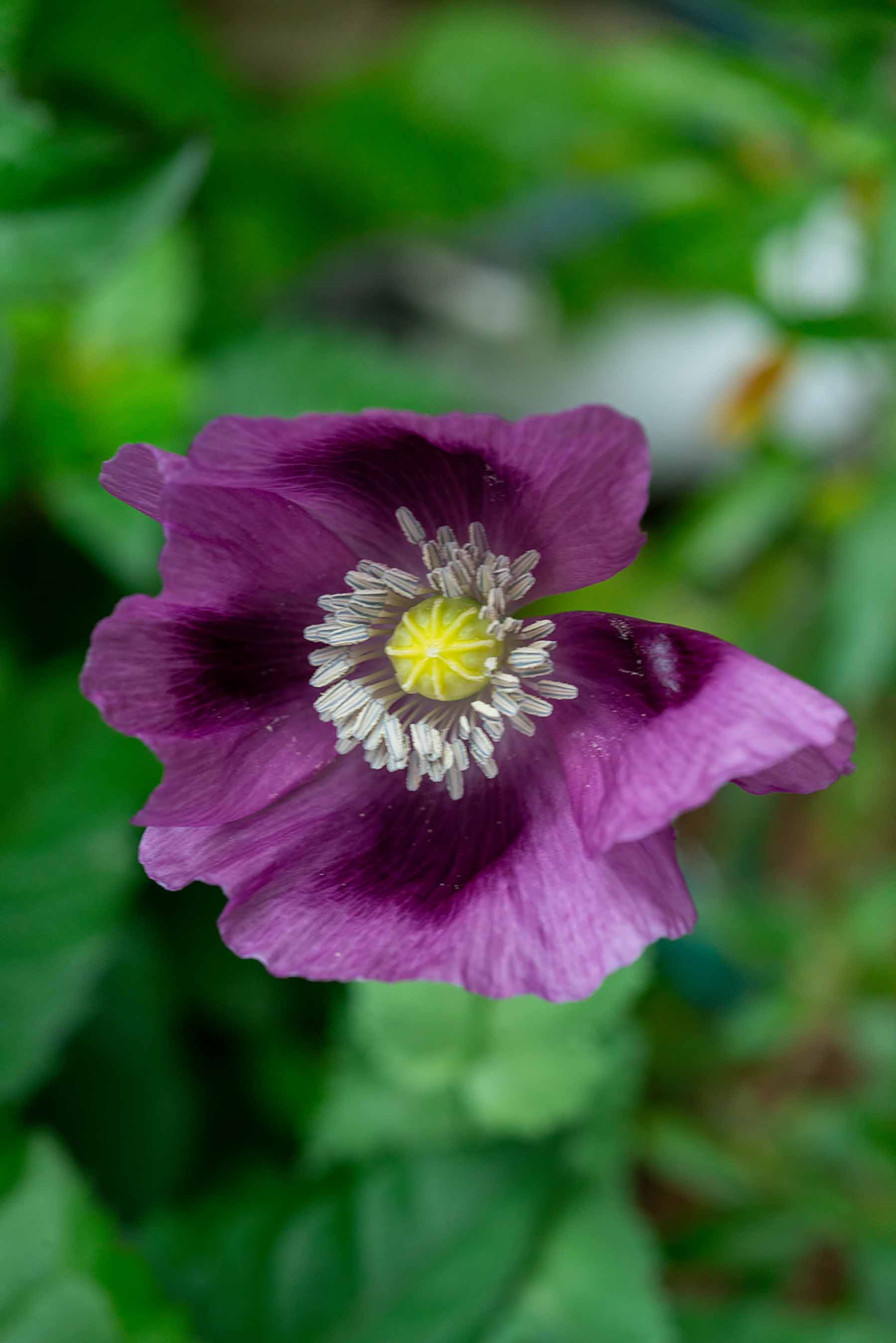 W-PE8_9612.jpg